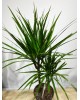 Marginata 2'li